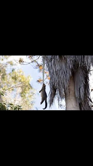 Python filmed dragging possum prey up tree in Australia