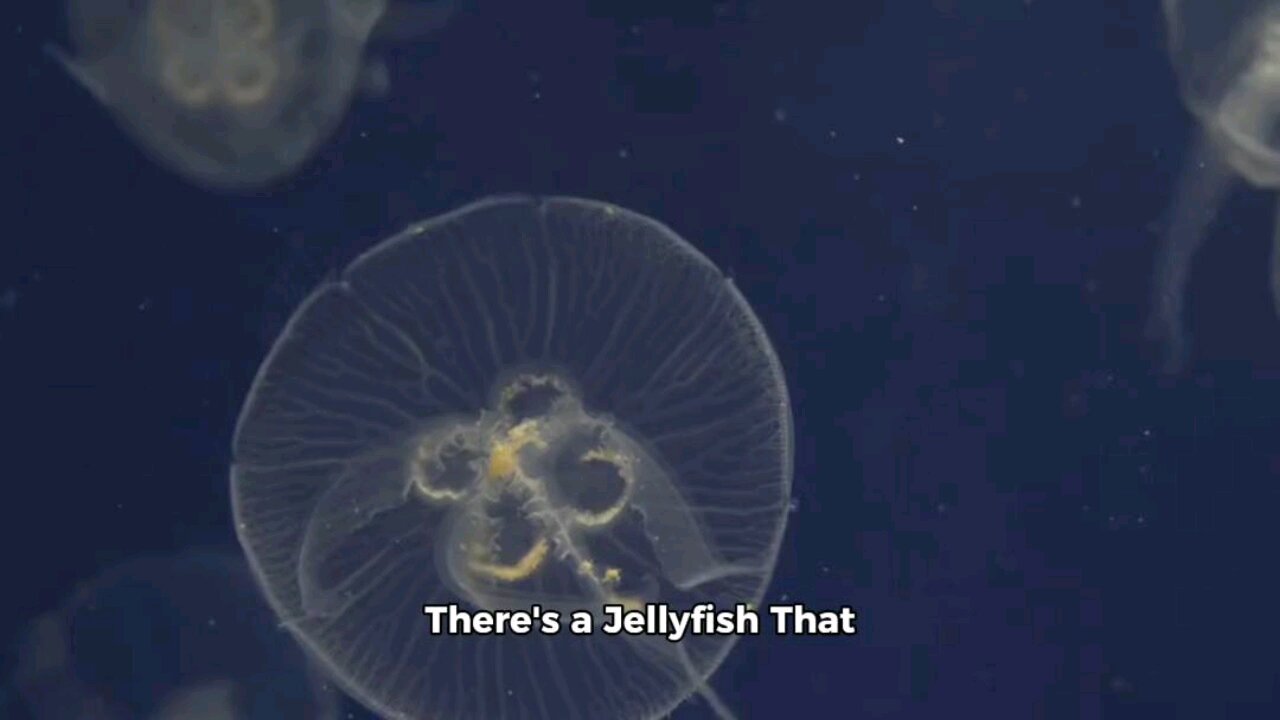 crazy fact about jelly fish.