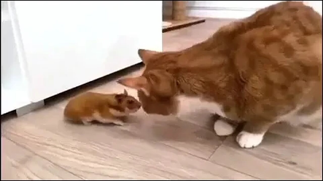 PLAYING CAT VIDEO MEAWWW