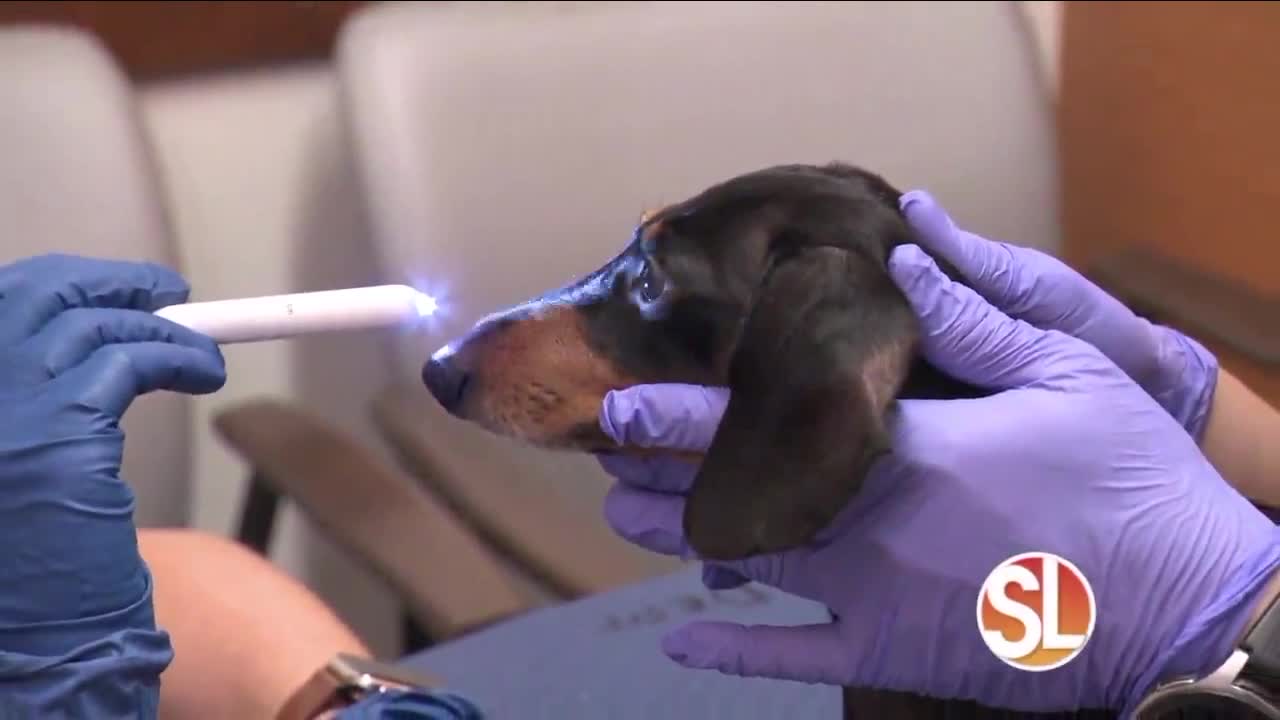 VCA Animal Referral & Emergency Center of Arizona has a neurology department that can treat a variety of conditions