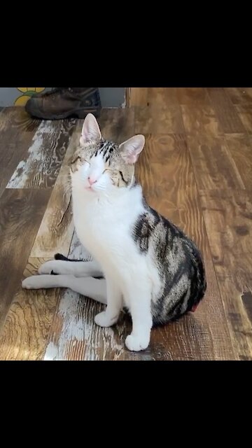 My cat loves to eat chocolate more than I do