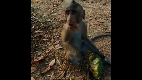 Monkeys eat very delicious lotus fruit🤤🤤🤤🤤🤤🤤🤤