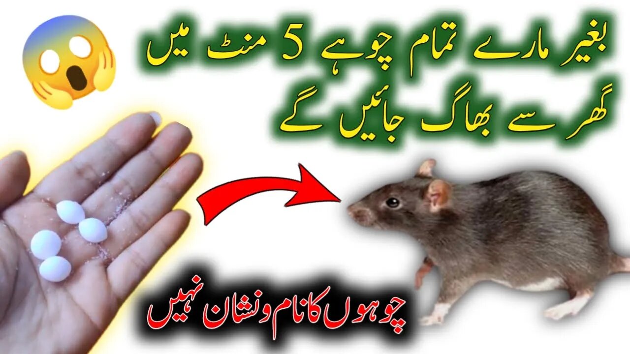 Chuho Ko Ghar Se Bhagane Ka Asan Tarika | Mouse Ko Kaise Bhagaye | Mouse/Rat Trap | Get Rid of Mouse