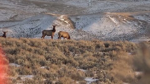 6.5 Creedmoor vs. Cow Elk! DROPPED HER! 13 year old Smokes his first cow elk in Slow Motion!!!