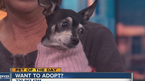 Pet of the day for December 3rd - Sarafina