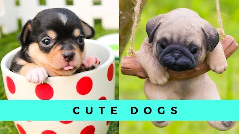 Cute Puppies 😍 Cute Funny 2021