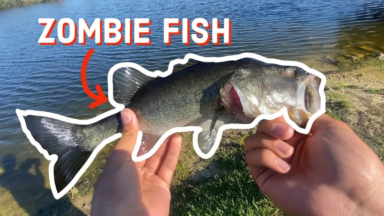 I thought this fish was DEAD | Zombie Fish!