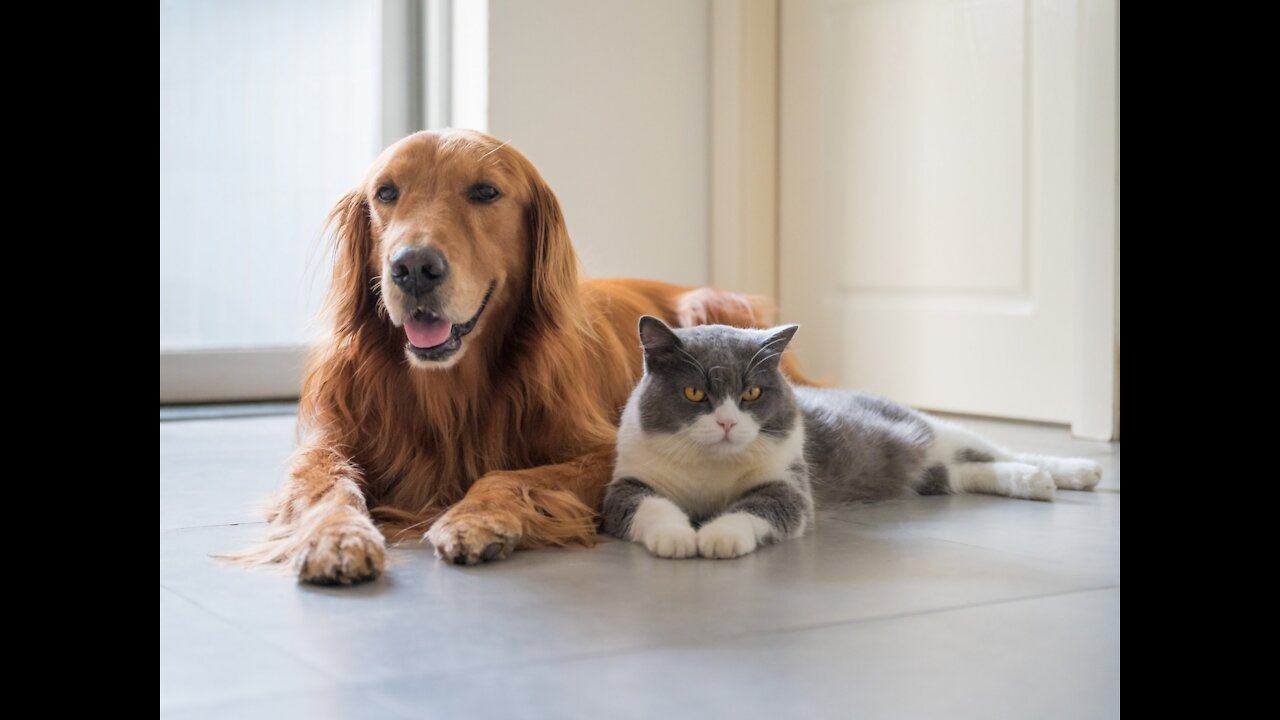 Dog and Cat Socialization: Training for Hyper-Excited Dogs