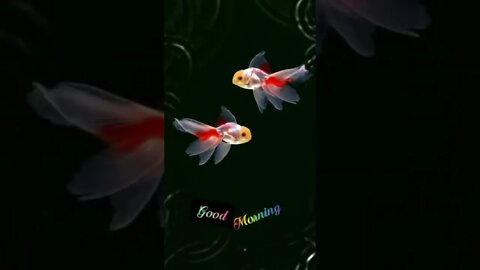 வெந்து தணிந்தது காடு மல்லிப்பூ