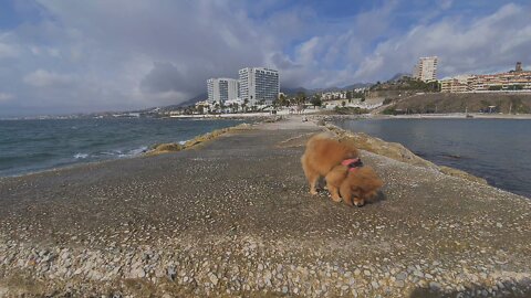 Teddy the pom enjoying the life