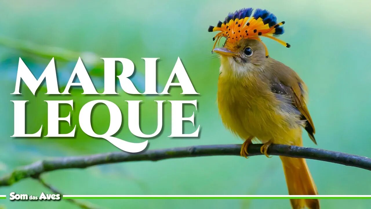 A Incrível Ave MARIA LEQUE DO SUDESTE - Espécies de Pássaros do Brasil