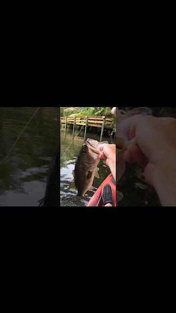 MEGA florida creek bass!