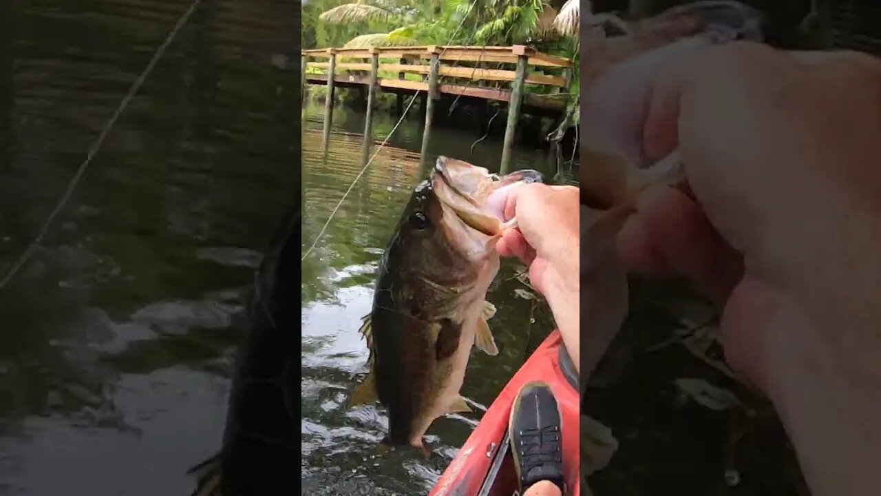 MEGA florida creek bass!