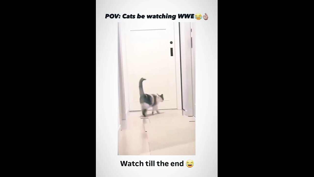 Cat l funniest wwe l🤣🤣 #animals #wwe #funny #cat #pet