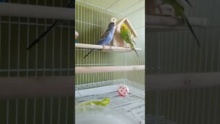 Budgies Love Michael Jackson Thriller 🤩 #shorts #youtubeshorts #budgies #animallover #funny