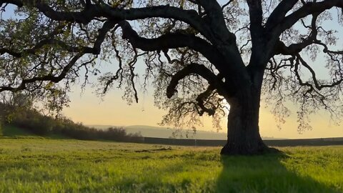 Oak Tree, Grass, Rapeseed Blossom, and Sunset, What a Moment