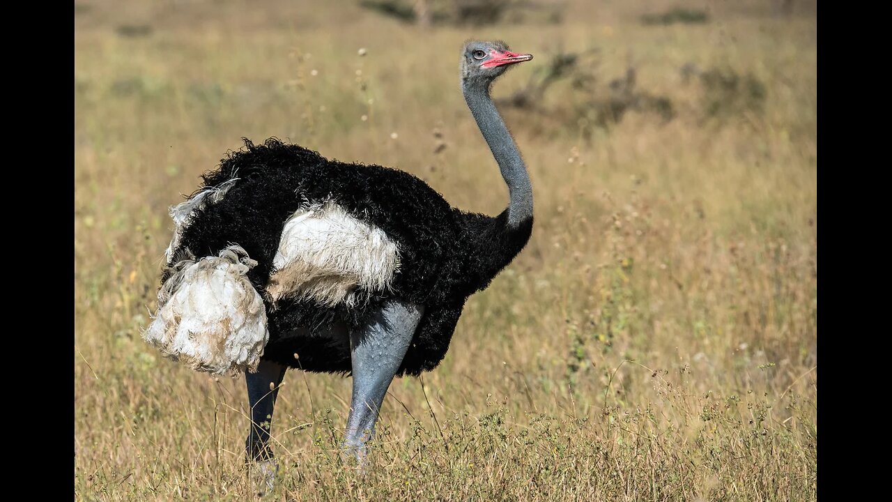 OSTRICH CATCHING AND COOKING