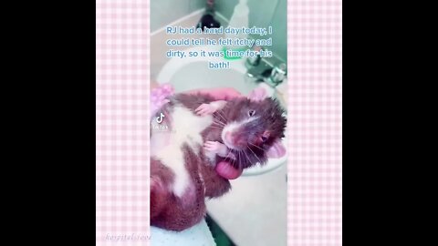 Pet Rat Tik Toks Cuz I Love Rats