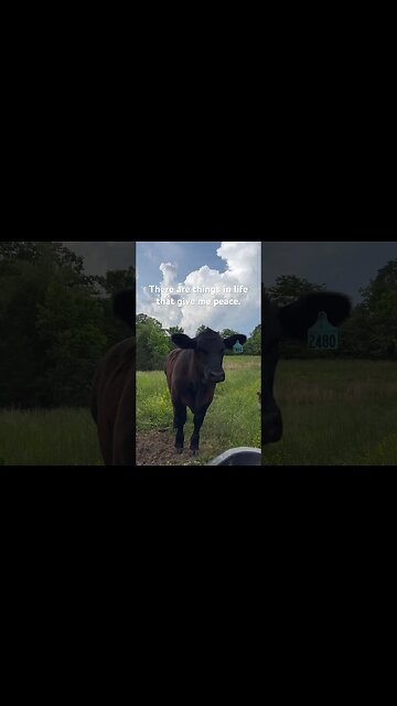 But how will I know if it was good?? #shorts