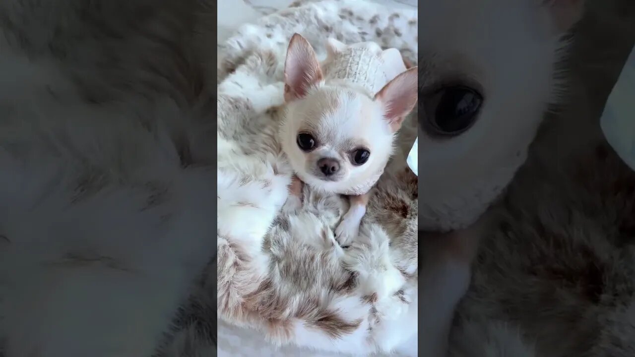 How THIS Chihuahua Became an Unstoppable Force!