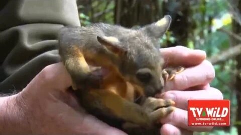 Possum Joey's - cute little guys aren't they!