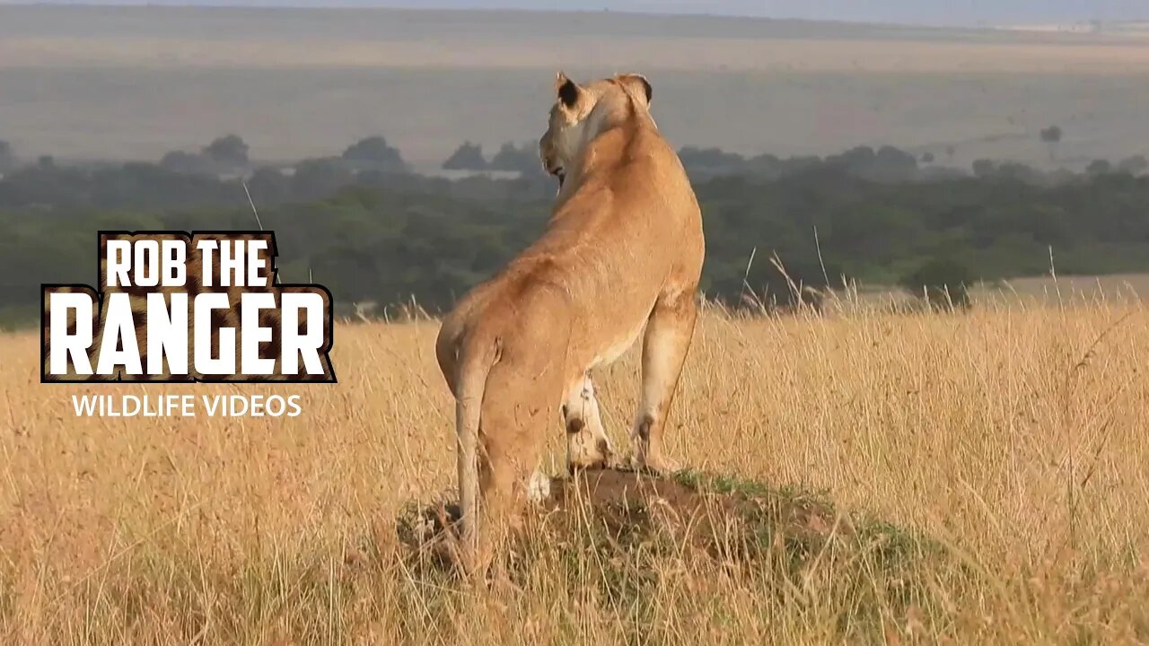 Lion Pride Moving In The Late Afternoon Sun | Maasai Mara Safari | Zebra Plains