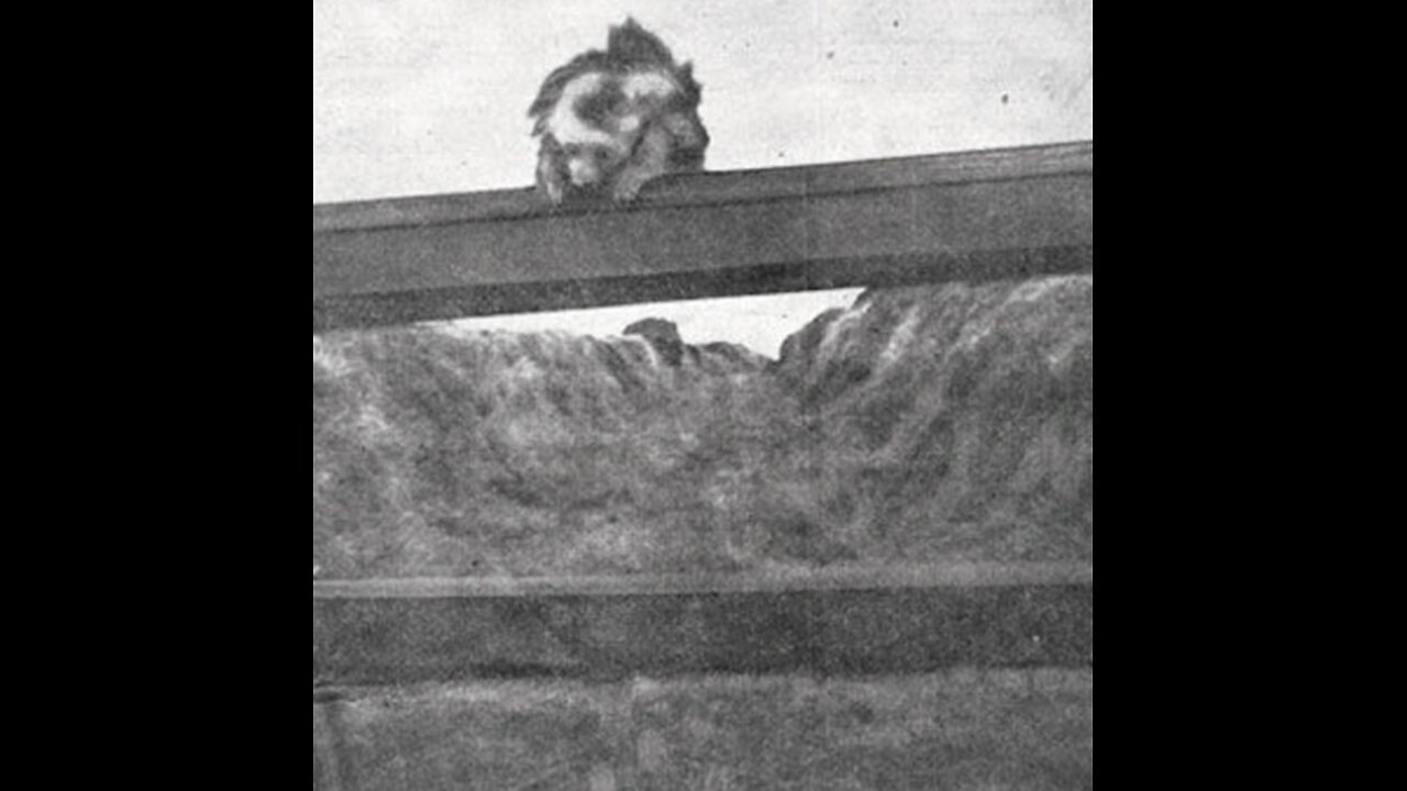 Gef The Talking Mongoose