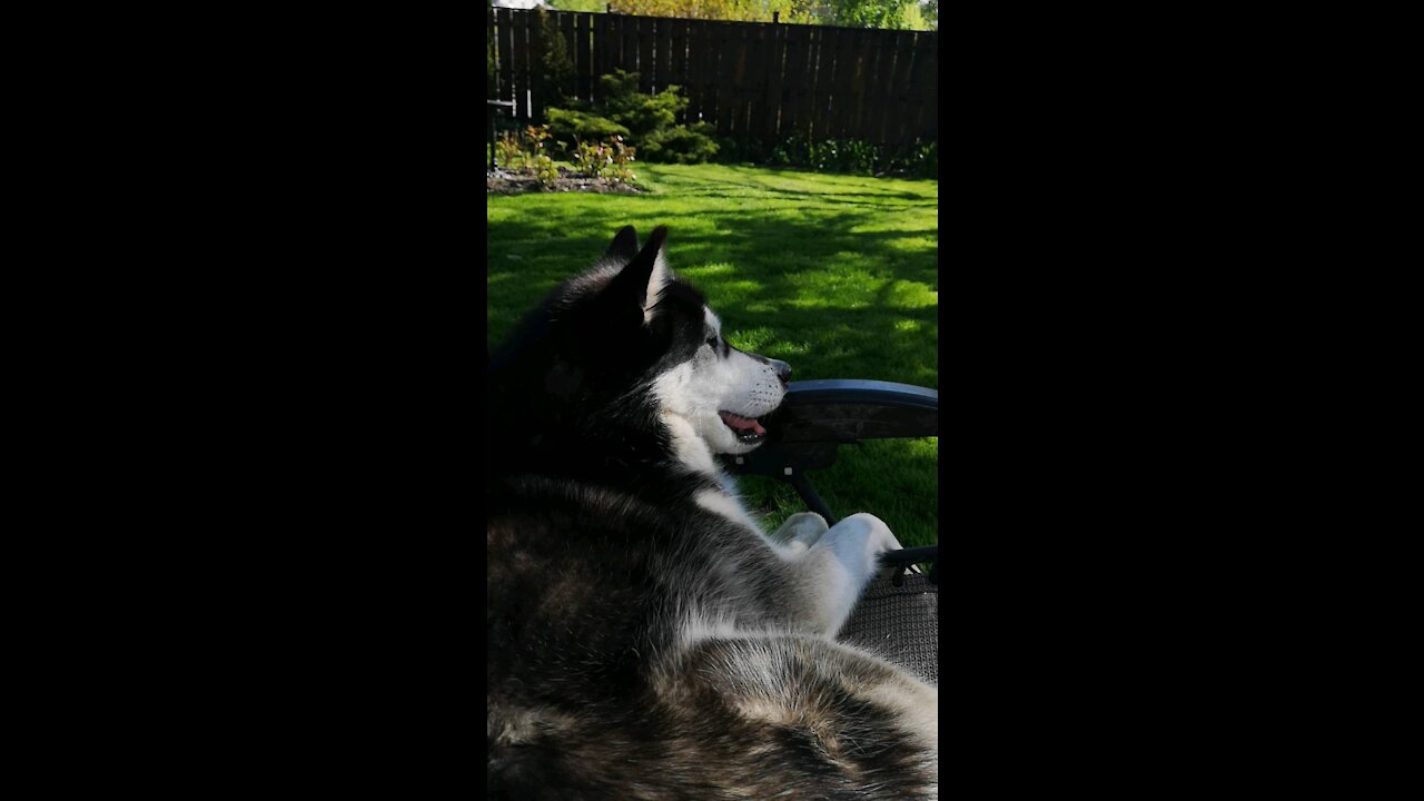 Watch how this husky deals with the hot weather