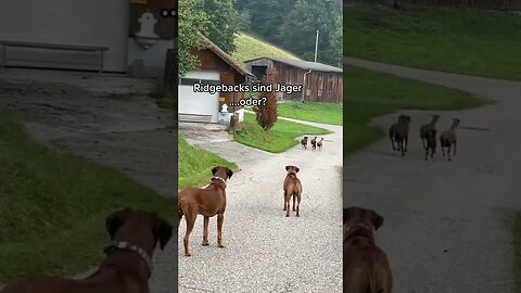 Ridgebacks sind Jäger Flore De Lille veuve joyeuse signer un pacte avec le diable. Face à lui Mort X