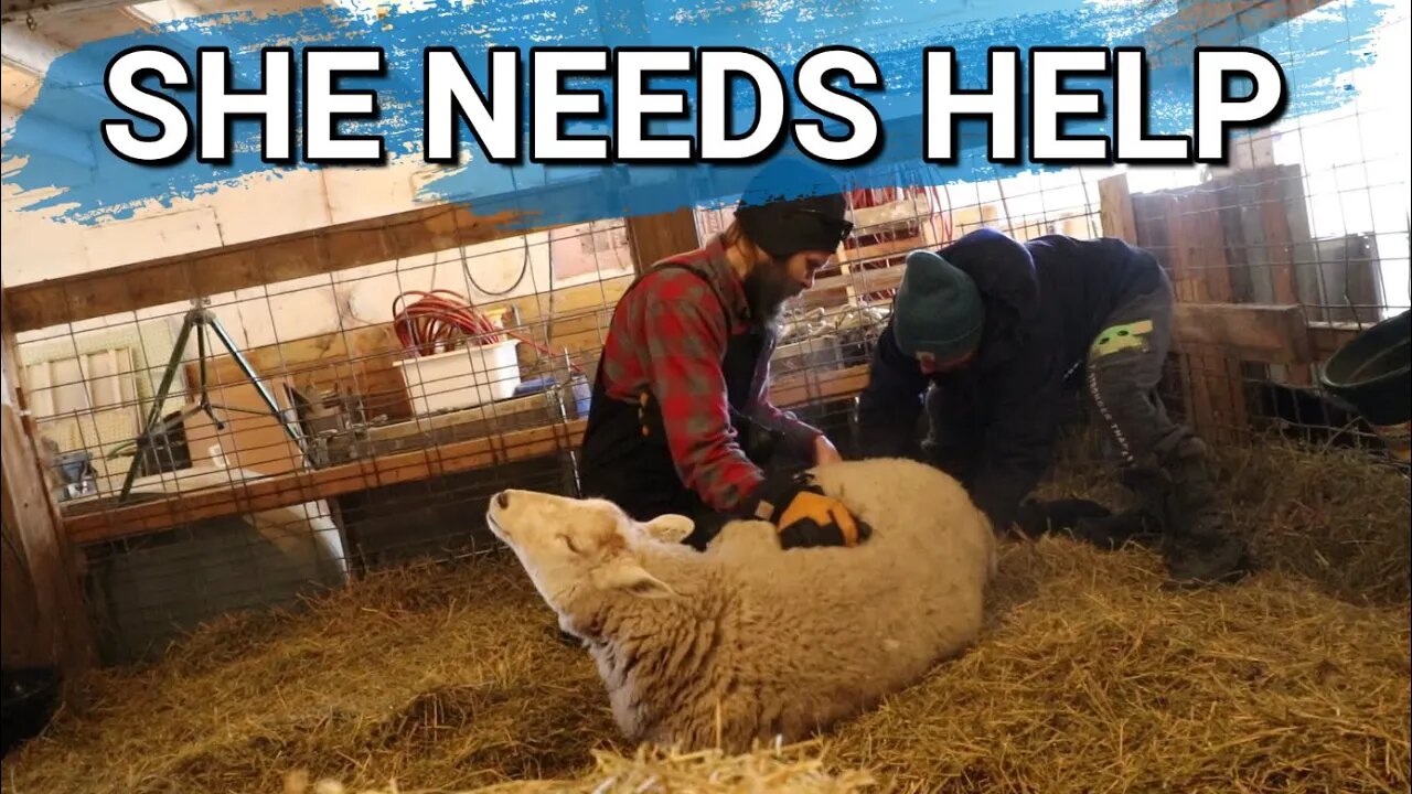 New Lamb | Big Momma Needed Our Help | Visit From A Coyote | Farmvlog