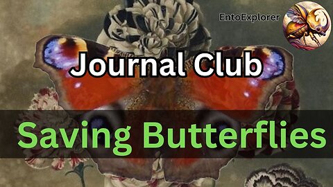 UK Gardens Provide Sanctuary to Butterflies