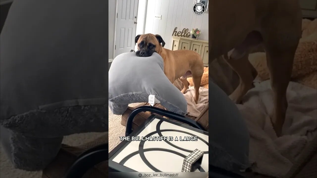 Bullmastiff 🐶 Loyal Guardian & Loving Companion!
