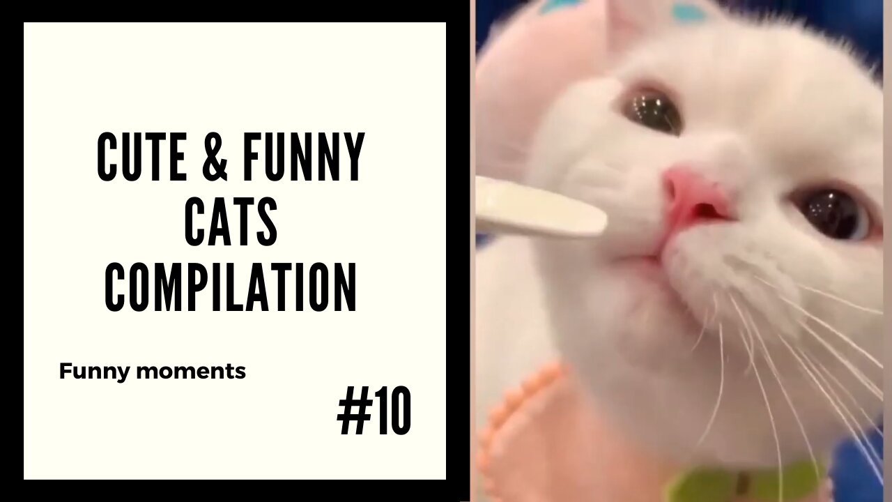 Cute and Funny Cats #10 - Moments Compilation