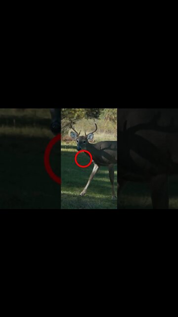 Buck gets Stung by Bee ... #shorts #deer #deerhunting