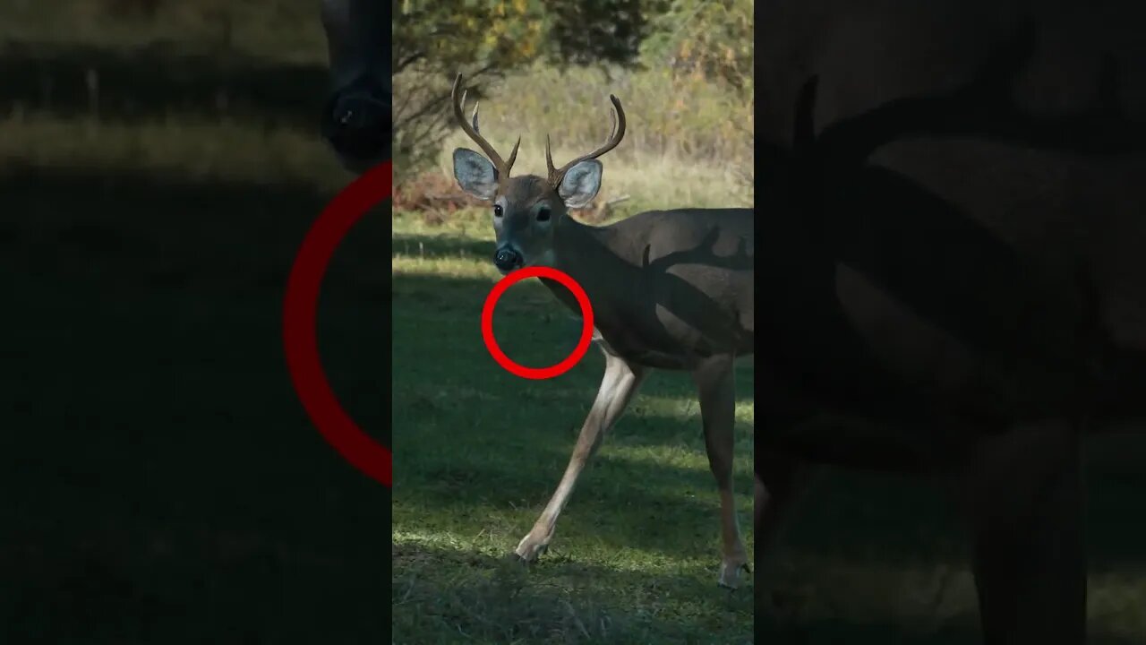 Buck gets Stung by Bee ... #shorts #deer #deerhunting