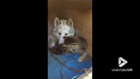 Cat and dog are best friends