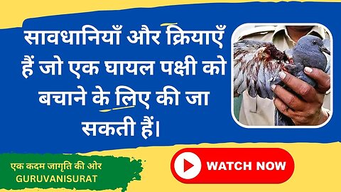 सावधानियाँ और क्रियाएँ हैं जो एक घायल पक्षी को बचाने के लिए की जा सकती हैं। #kiteflying