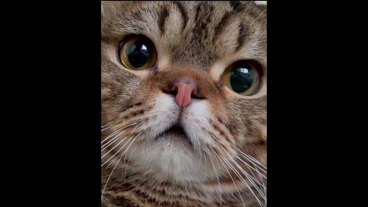 Funny Cats Videos as Stress Relieve :)