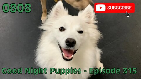 [0808] GOOD NIGHT PUPPIES - EPISODE 315 [#dogs #doggos #doggies #puppies #dogdaycare]