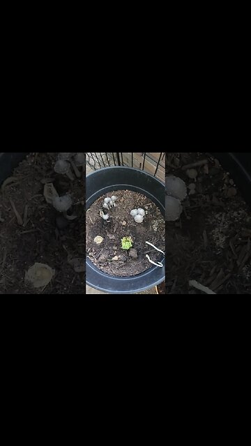 Mushroom Invasion #garden