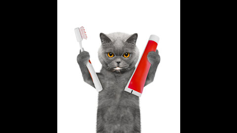 Cat's Bad Breath Home Remedy