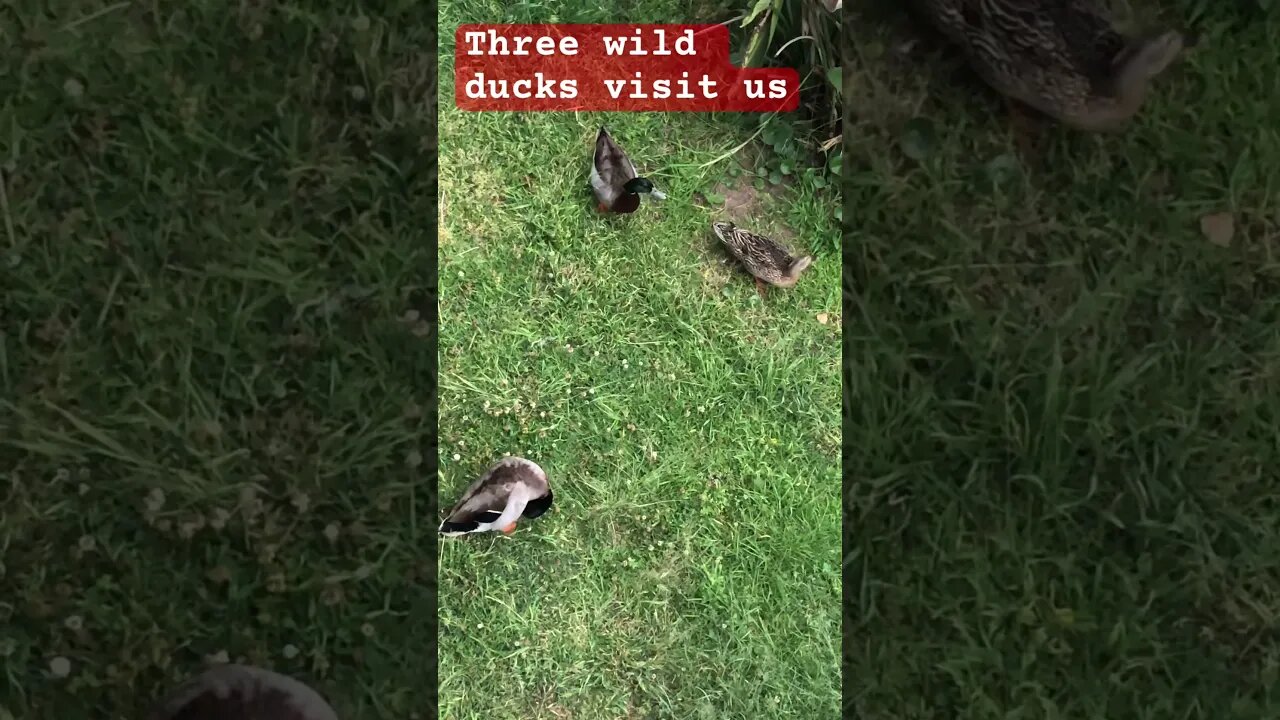 3 wild ducks visit our front garden ❤️