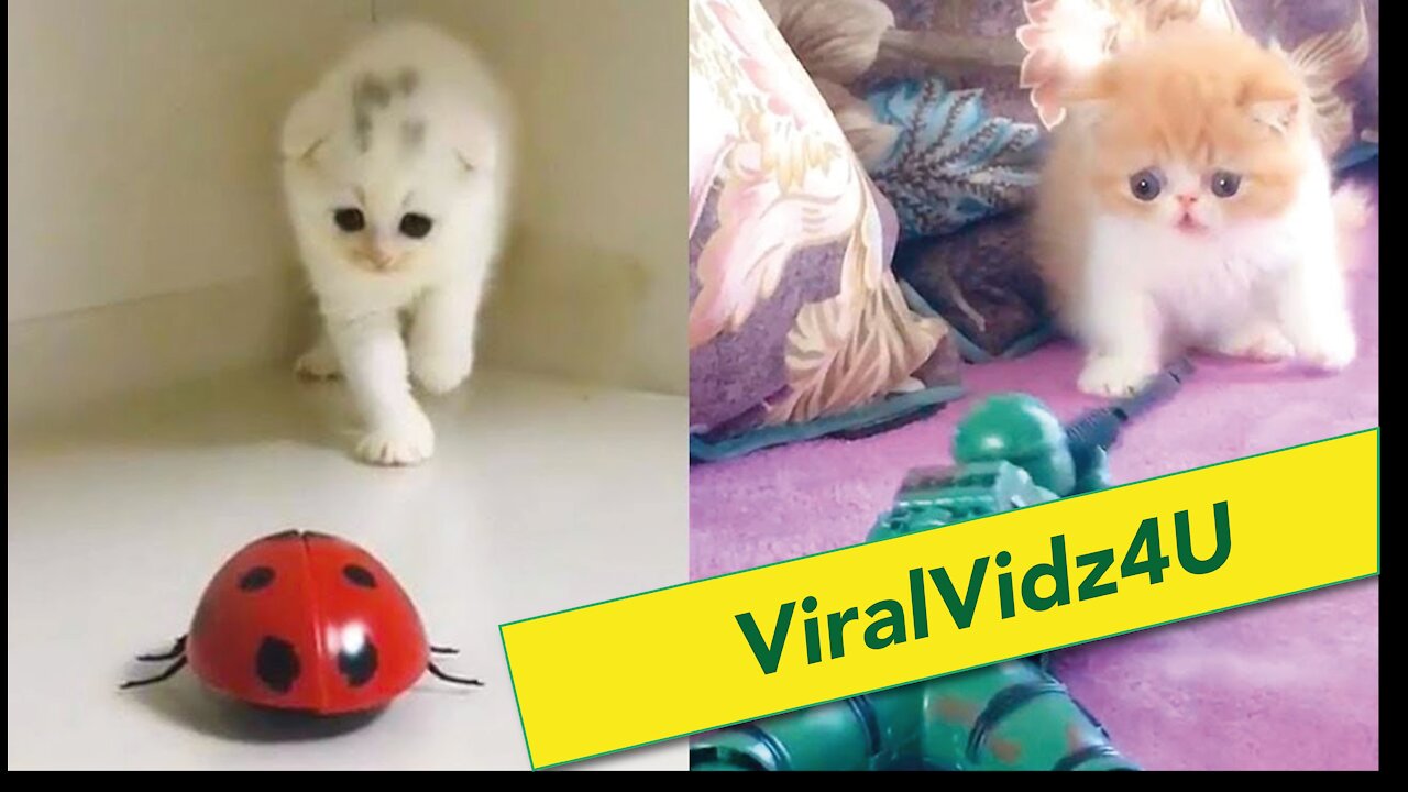 Cute & Funny animals compilation #1 ViralVidz4U