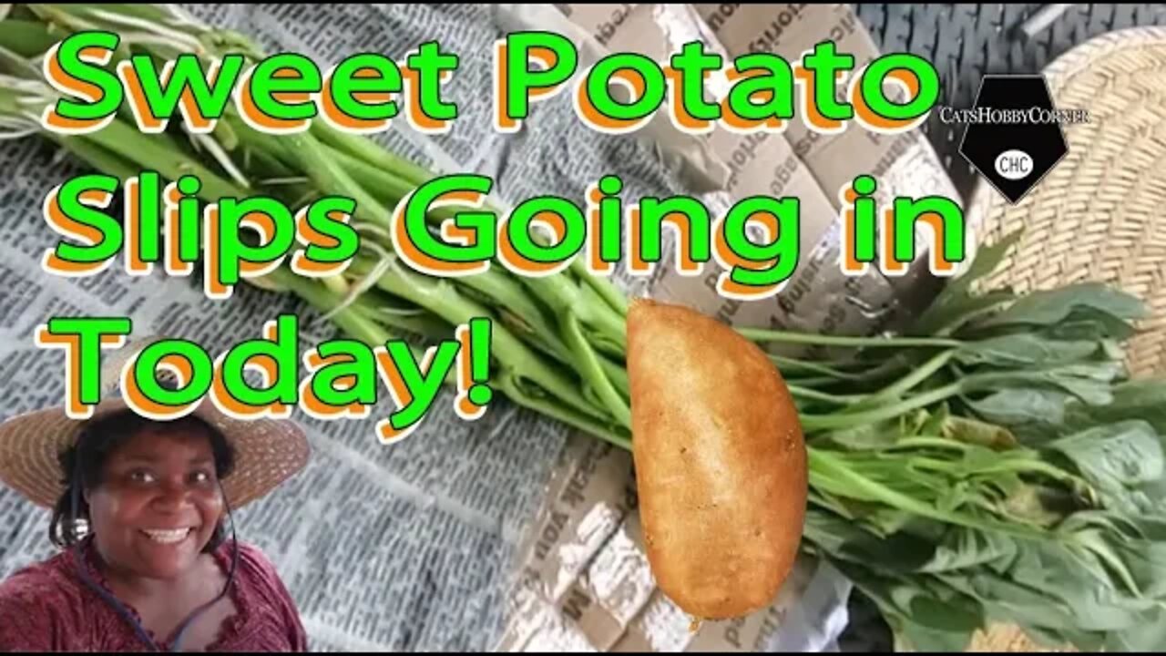 Planting Sweet Potato Slips - 7Jun2022