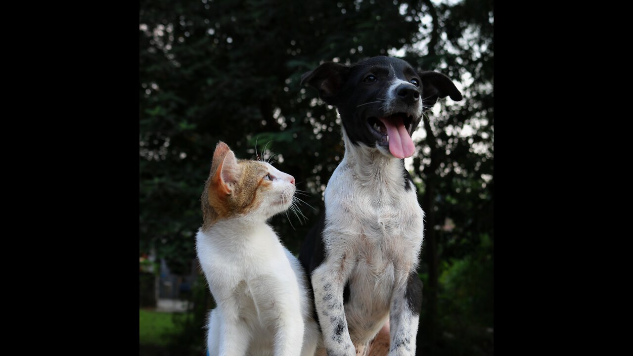 Dogs and cats living together - funny hysterical