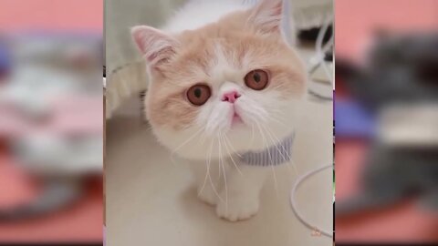 Very Cute Cats And Funny Dogs Compilation
