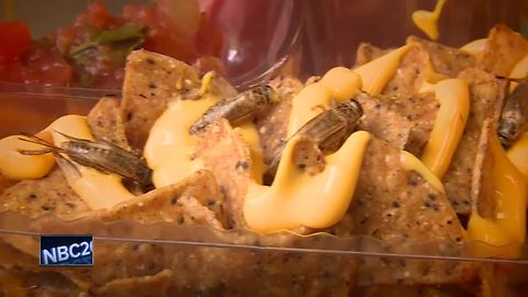 Wisconsin State Fair debuts WonderWheel, cricket nachos