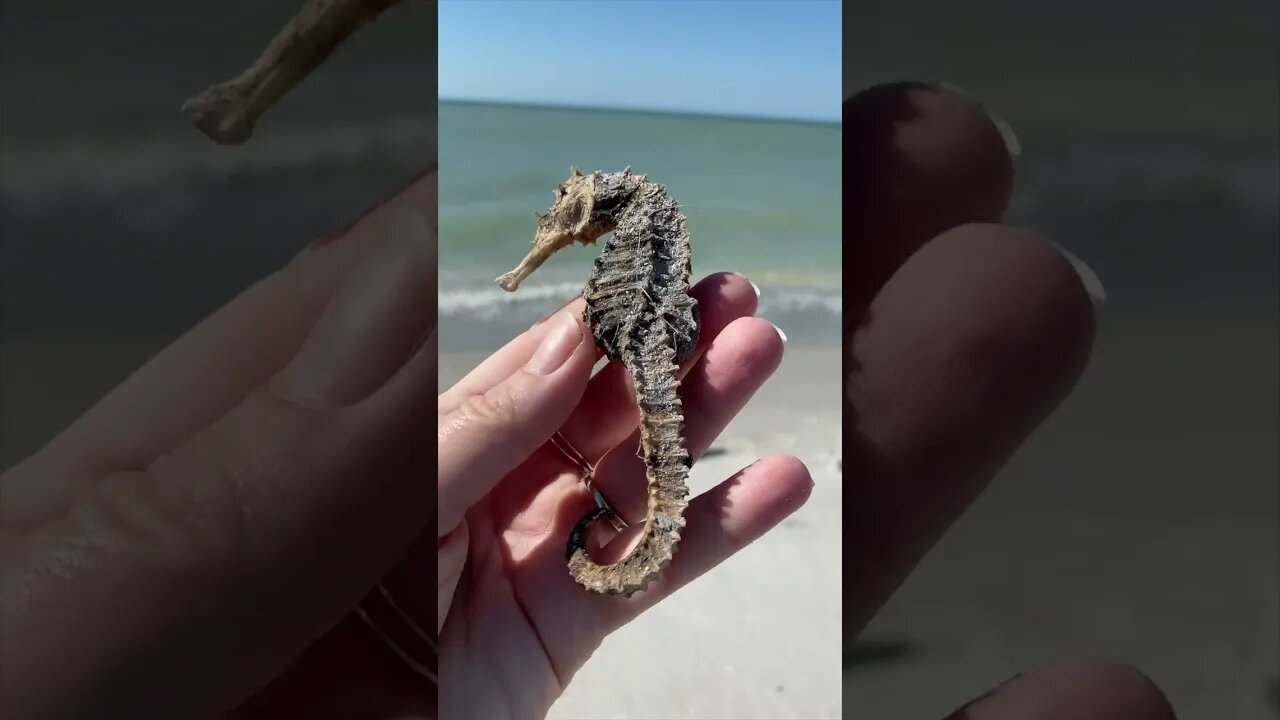 Sanibel Is Open And She Gave Me Seahorses! #shorts