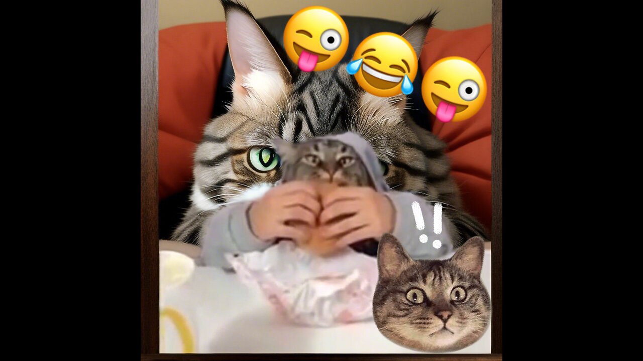 Funny cat eating burger 🍔😝😂