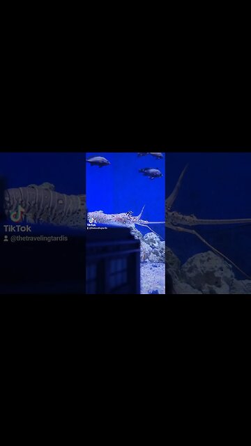 🦞 #TARDIS VS #LOBSTER #DOCTORWHO 🎶 #DOESANYONEREALLYKNOWWHATTIMEITIS #CHICAGO #SUBSCRIBE #SHORTS